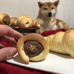 お菓子作り/柴犬/フォロー大歓迎/おうちごはん/ペット/犬/... 【柴犬】ナッツ
チョココロネを作って写真…(1枚目)