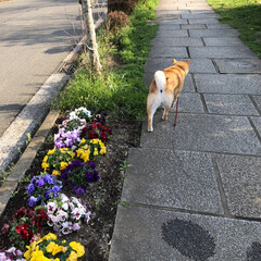 柴犬/フォロー大歓迎/ペット/ペット仲間募集/犬/わんこ同好会/... 春を感じるお花がたくさん咲いているのにナ…(1枚目)