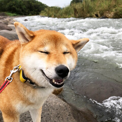 夏休み/犬あるある/赤柴/愛犬/犬/柴犬/... ナッツはお水が好き?
お散歩中に水を坂の…(1枚目)
