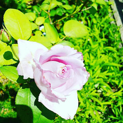 バラ わが家のバラ「ブルームーン」が咲きました…(1枚目)