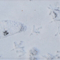冬/雪/雪道/足跡/散歩/グルメ/... 雪が積もったときに見ることのできる、雪の…(1枚目)