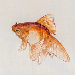 金魚/動物/飴細工/YouTube/クックパッド/おうちごはん/... こちらは透明な飴細工の金魚です。

こん…(2枚目)