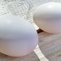 たまご/初卵/二黄卵/YouTube/クックパッド/おうちカフェ/... 二黄卵←左　右→初卵

産み始めの若鶏の…(1枚目)