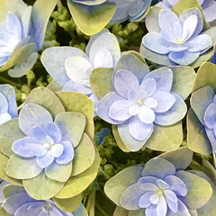 ベランダ/DIY/暮らし/ベランダガーデン/我が家のベランダ/雨/... 紫陽花 ダブルダッチ アルクマール
花…