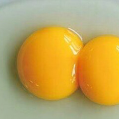 たまご/初卵/二黄卵/YouTube/クックパッド/おうちカフェ/... 二黄卵←左　右→初卵

産み始めの若鶏の…(2枚目)