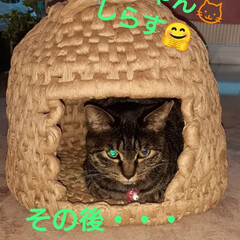 猫ちぐら/ペット/保護にゃん🐈/ハンドメイド 昨年、暮れに保護したキジトラしらす🐱
弟…