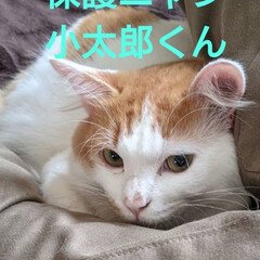 可愛い/安心/幸せいっぱい/里親/北海道/保護ニャン 保護ニャン😺その後です。
昨年、夏に保護…