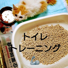 家族/ペット/猫さん大好き/頑張れ/仔猫/トイレトレーニング/... 保護ニャンくん😸
今日からトイレトレーニ…