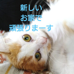 幸せになってね/お家決まりました✌️/北海道/猫さん大好き/保護ニャン おはようございます😸
保護ニャンその後で…(2枚目)