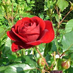 ガーデン/薔薇 房咲きの赤い薔薇が咲き始めました😃
ネー…(1枚目)
