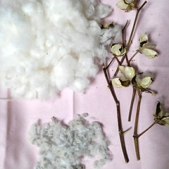 綿花 綿花7個　綿と種に　分けました😃
種は、…(1枚目)