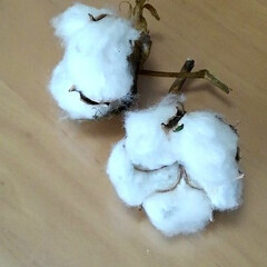 綿花 種まき用に　綿花を2つ　綿と　種に　分け…(1枚目)
