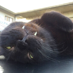 ペット/猫/ネコ/黒猫/さくら耳猫/ドラキュラキャット お天気の良い日は専ら我が家の車の屋根の上…(1枚目)