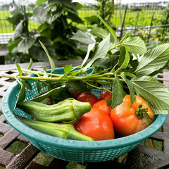庭のある暮らし/庭/家庭菜園/モロヘイヤ/オクラ/トマト/... 今朝の収穫…トマト🍅オクラとモロヘイヤ。…(1枚目)