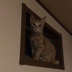 ねこ/猫/猫部 夜中の大興奮で天井近くの窓でひと休憩(1枚目)