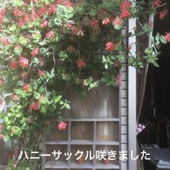 エクステリア/植物/庭づくり/DIY/暮らし 庭のハニーサックルが満開です。
和名では…