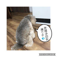 レンコン料理/寒がり/あめちゃん/ペット/犬 今日は、お天気良かった☀️けどわりと寒か…(2枚目)