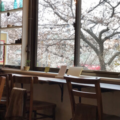 お花見/お散歩/カフェ巡り/カフェ/桜/おでかけ/... のんびりお散歩しながらお花見。そして桜を…(1枚目)