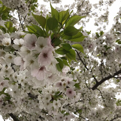 お花見/お散歩/カフェ巡り/カフェ/桜/おでかけ/... のんびりお散歩しながらお花見。そして桜を…(3枚目)