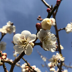 梅の花/LIMIAおでかけ部/風景/おでかけワンショット 節分草が咲いているお寺さんPart2

…(2枚目)