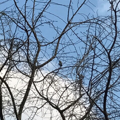 散歩/鳥/LIMIAおでかけ部/おでかけ/風景/小さい春 お庭の木に鳥が居たー(2枚目)