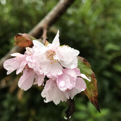 不時現象/桜/雨上がり/散歩/秋/風景/... 雨上がりで散歩中

桜が咲いてて( ⸝⸝…(1枚目)