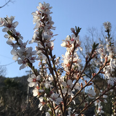 桜じゃないよ/桜によくにた花/散歩/風景/春の一枚 (1枚目)