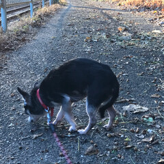 散歩/ペット/犬 ฅ՞•ﻌ•՞ฅﾜﾝ♥散歩コース

線路沿…(2枚目)