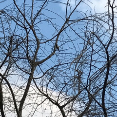 散歩/鳥/LIMIAおでかけ部/おでかけ/風景/小さい春 お庭の木に鳥が居たー(1枚目)