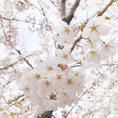 平成最後の一枚 平成31年4月31日の桜(1枚目)