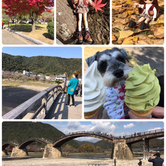 フォロー大歓迎/旅行/秋/風景/犬/スイーツ/... 岩国錦帯橋ドライブ

紅葉🍁綺麗でした。…(1枚目)