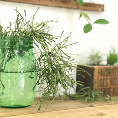 水差し/観葉植物/ホヤレツーサ/グリーンのある暮らし/植物のある暮らし/グリーン/... 前に我が家の仲間入りしたばっかりのホヤレ…