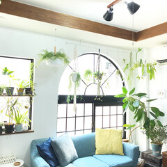 植物のある暮らし/グリーンのある暮らし/グリーン/植物/DIY/雑貨/... 久しぶりに引きで窓際の写真です。
夏の暑…(1枚目)