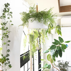 グリーンのある暮らし/植物のある暮らし/フェイクグリーン/インテリア/DIY/雑貨/... IKEAのハンギングプランターにフェイク…(1枚目)