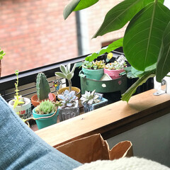 植物のある暮らし/グリーンのある暮らし/植物/多肉植物/インテリア/住まい ソファ越しに窓を開けたとこにある多肉植物…(1枚目)