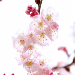 「メジロと春めき桜」(2枚目)