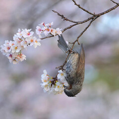「鳥と桜」(1枚目)