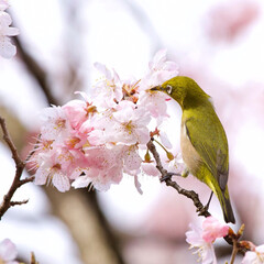 「メジロと春めき桜」(1枚目)