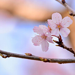 小さい春 春めき桜(1枚目)