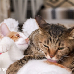 ネコ/ねこ/猫/ペット 仲良しリム&amp;ココ♡リムはココに毛づくろい…(1枚目)