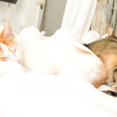 cat/ねこ/ネコ/猫/仲良し/爆睡 ポカポカと太陽にあたりながら、仲良くお昼…(1枚目)
