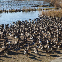 白鳥/あけおめ/冬/年末年始/おでかけ/旅行/... 北浦という湖で、白鳥の群れと遊びました。…(3枚目)
