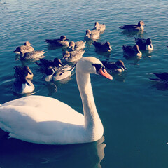 白鳥/あけおめ/冬/年末年始/おでかけ/旅行/... 北浦という湖で、白鳥の群れと遊びました。…(1枚目)