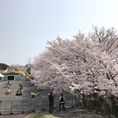 春のフォト投稿キャンペーン こちらは鉄道公園？というところの桜です。…(1枚目)