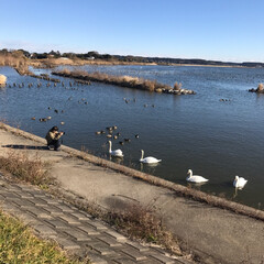 白鳥/あけおめ/冬/年末年始/おでかけ/旅行/... 北浦という湖で、白鳥の群れと遊びました。…(2枚目)