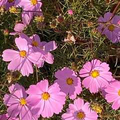 花の写真/お花の写真/平塚/平塚市/ナチュラルな暮らし/ナチュラル/... こんばんは(o^^o)
いつもありがとう…