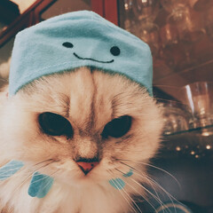 ペット/猫/にゃんこ同好会 帽子は嫌いなの。。(1枚目)
