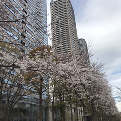 歩きながらお花見/桜の写真 昨日、娘のまーちゃんの用事で区役所へ

…(4枚目)