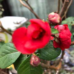 赤いボケの花/植物の強さ もうボケの花が咲きましたよ❣️
先月、枝…(3枚目)