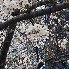 歩きながらお花見/桜の写真 昨日、娘のまーちゃんの用事で区役所へ

…(2枚目)